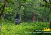 Dooars Tour Package from Kolkata – Explore the Wild Heart of North Bengal