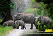 Explore Nature’s Wonders with a Dooars Tour Package with Jaldapara Elephant Safari