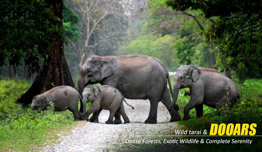 Explore Nature’s Wonders with a Dooars Tour Package with Jaldapara Elephant Safari