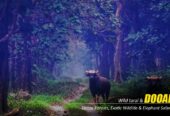 Dooars Tour Package from Kolkata – Explore the Wild Heart of North Bengal