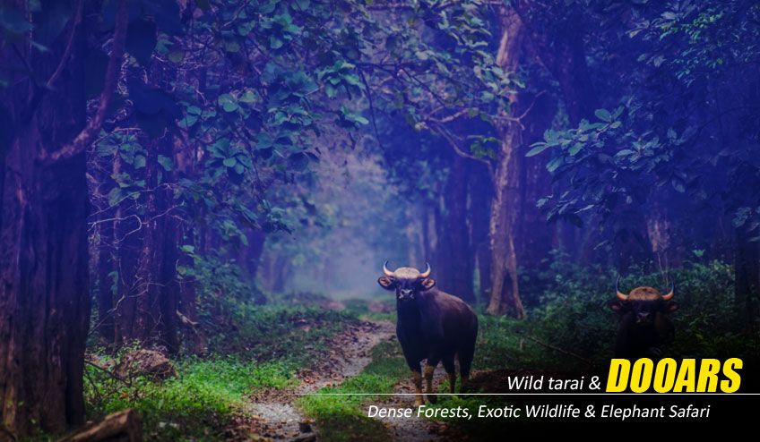 Dooars Tour Package from Kolkata – Explore the Wild Heart of North Bengal