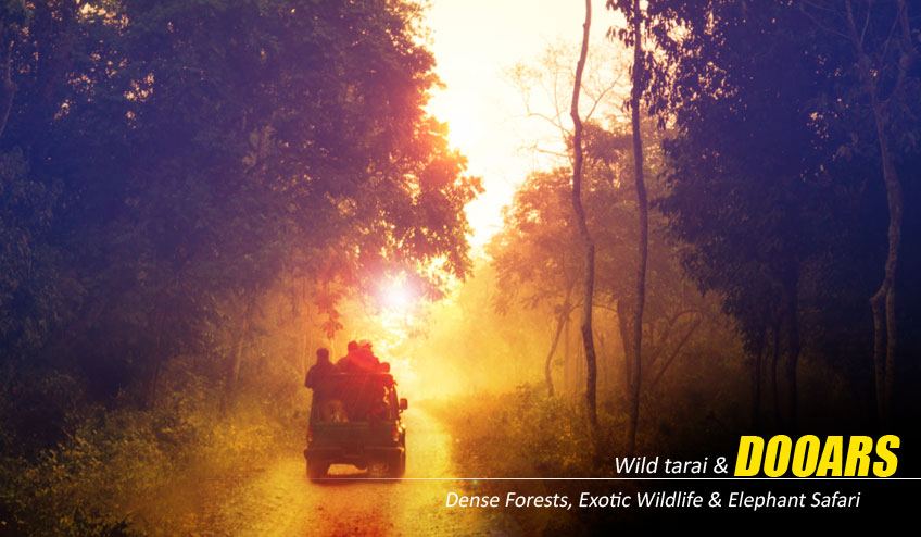 Dooars Tour Package from Kolkata – Explore the Wild Heart of North Bengal