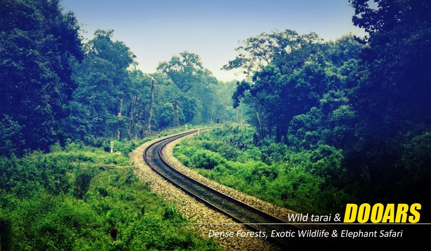 Dooars Tour Package from Kolkata – Explore the Wild Heart of North Bengal