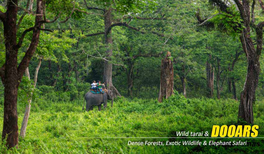 Explore Nature’s Wonders with a Dooars Tour Package with Jaldapara Elephant Safari