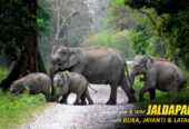 Explore Nature’s Wonders with a Dooars Tour Package with Jaldapara Elephant Safari