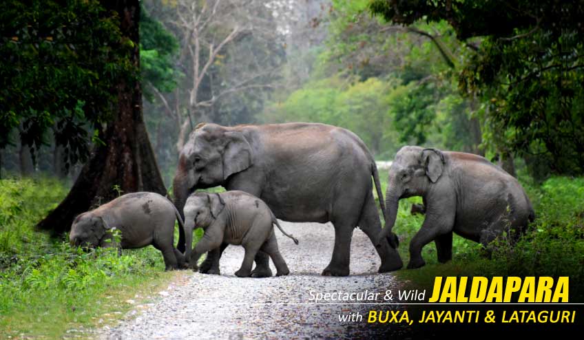 Explore Nature’s Wonders with a Dooars Tour Package with Jaldapara Elephant Safari
