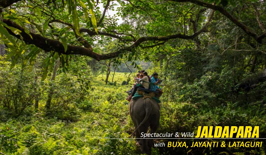Explore Nature’s Wonders with a Dooars Tour Package with Jaldapara Elephant Safari
