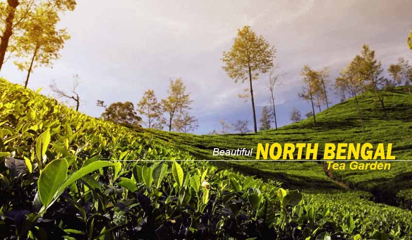 North Bengal Tour Packages for Families, Couples, and Solo Travelers