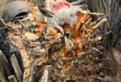 The Most Spiritual Powerful Herbalist And Native Doctor In Nigeria Ijebu Land+2347054677644