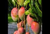 Sweet & Tangy Mango Plants for Sale – Celgen Biotech