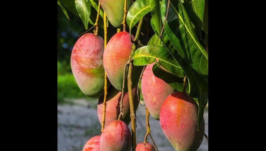 Sweet & Tangy Mango Plants for Sale – Celgen Biotech