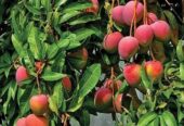 Sweet & Tangy Mango Plants for Sale – Celgen Biotech