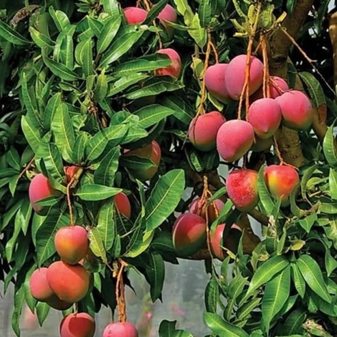 Sweet & Tangy Mango Plants for Sale – Celgen Biotech