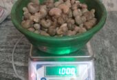 CHANDIGARH HOSHIARPUR WHOLESALER IN RAW CASHEW NUTS-PraDi