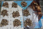 CHANDIGARH HOSHIARPUR WHOLESALER IN RAW CASHEW NUTS-PraDi