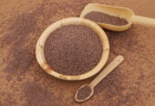 Gayatri Psyllium Industries – India’s Leading Producer of Psyllium-Based Solutions