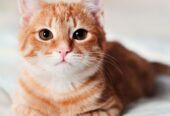 Best Persian cat breeders in Bangalore – 2025