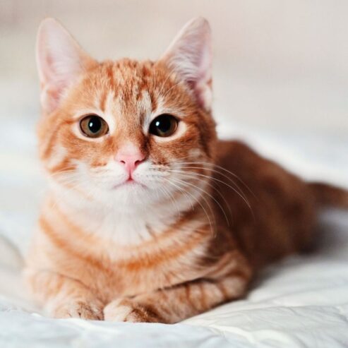 Best Persian cat breeders in Bangalore – 2025