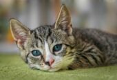 Best Persian cat breeders in Bangalore – 2025