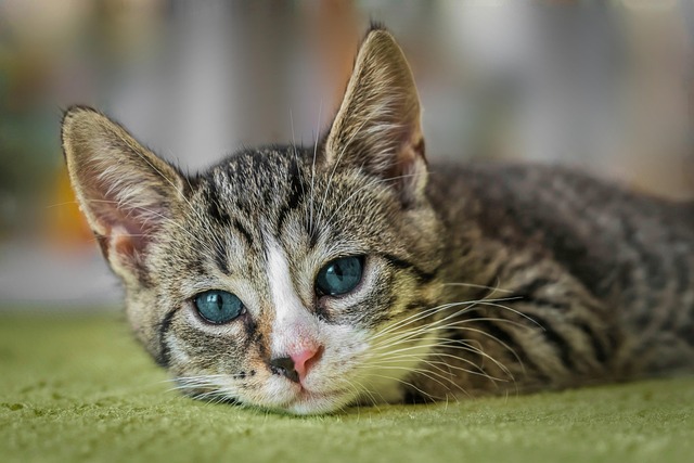 Best Persian cat breeders in Bangalore – 2025